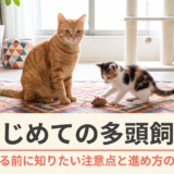 2匹目を迎えたいと思ったら｜先住猫のために知っておきたい多頭飼いの準備と注意点