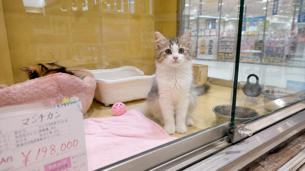 マンチカンの子猫がペットショップで売られている様子