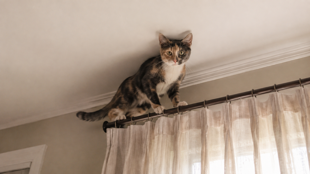 カーテンレールに登る猫