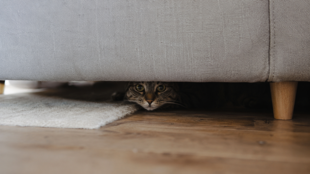 ソファーの下に隠れる猫