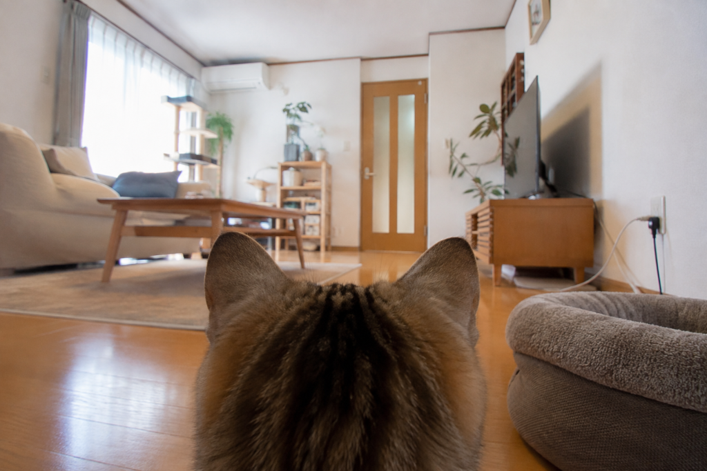 猫の目線から見る室内環境
